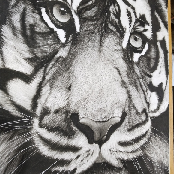 Tiger panting,, - Picture 3 of 3
